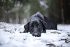 schwarzer Xoloitzcuintle im Schnee