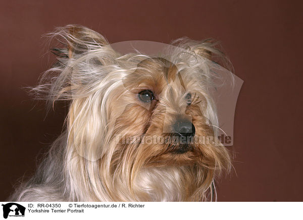 Yorkshire Terrier Portrait / RR-04350