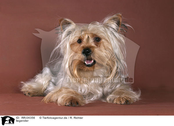 liegender / lying Yorkshire Terrier / RR-04356