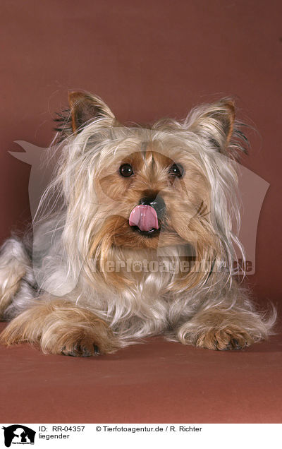 liegender / lying Yorkshire Terrier / RR-04357