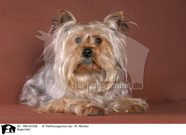 liegender / lying Yorkshire Terrier / RR-04358
