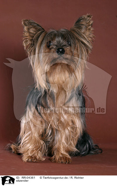 sitzender / sitting Yorkshire Terrier / RR-04361