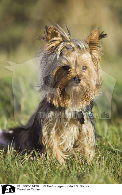 Yorkshire Terrier / Yorkshire Terrier / SST-01428