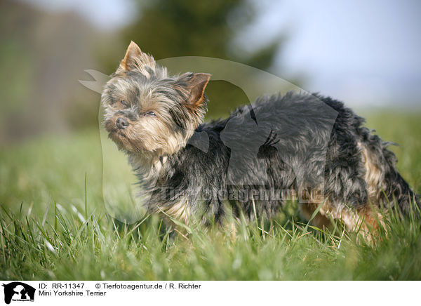 Mini Yorkshire Terrier / RR-11347