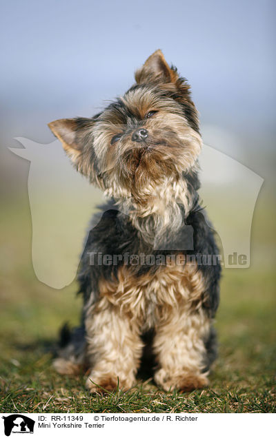 Mini Yorkshire Terrier / RR-11349