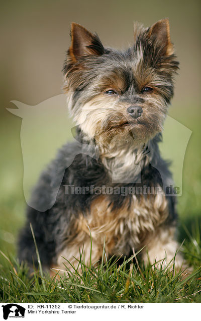 Mini Yorkshire Terrier / Mini Yorkshire Terrier / RR-11352
