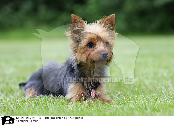 Yorkshire Terrier / KF-01044