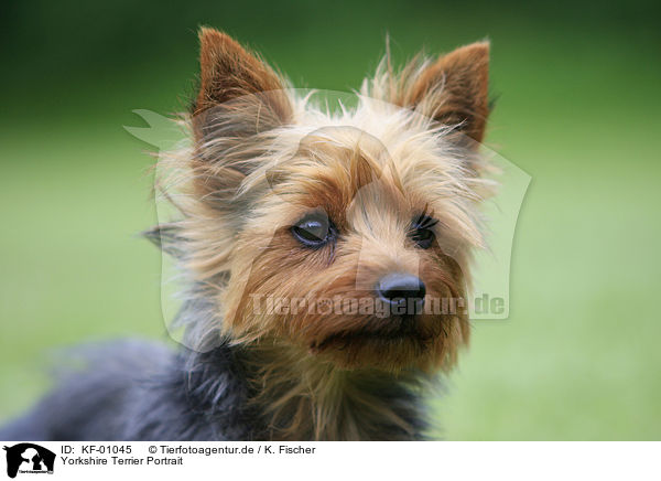Yorkshire Terrier Portrait / KF-01045