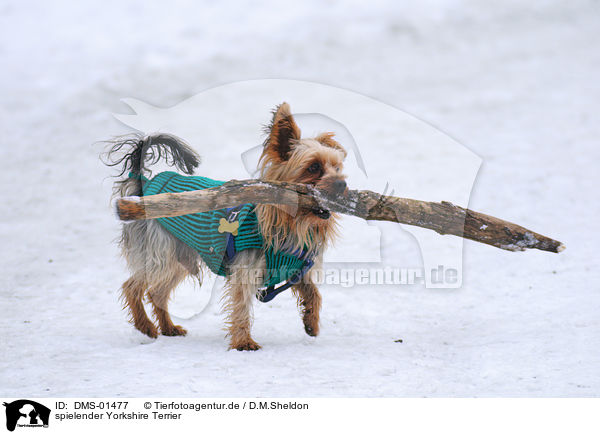 spielender Yorkshire Terrier / DMS-01477