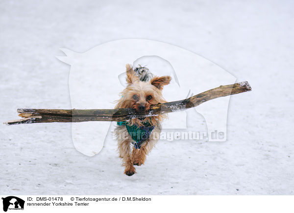 rennender Yorkshire Terrier / running Yorkshire Terrier / DMS-01478