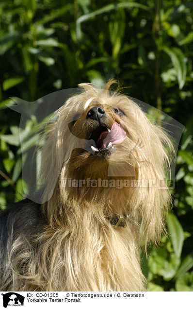 Yorkshire Terrier Portrait / Yorkshire Terrier Portrait / CD-01305