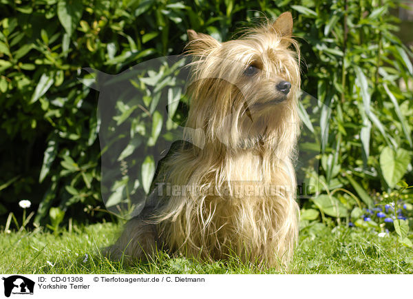 Yorkshire Terrier / CD-01308