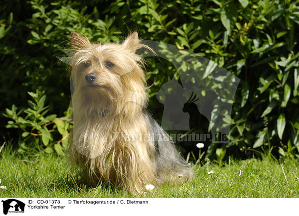 Yorkshire Terrier / CD-01378