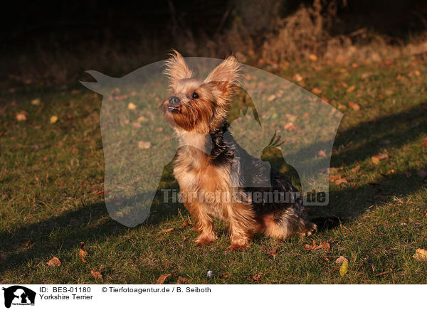 Yorkshire Terrier / BES-01180