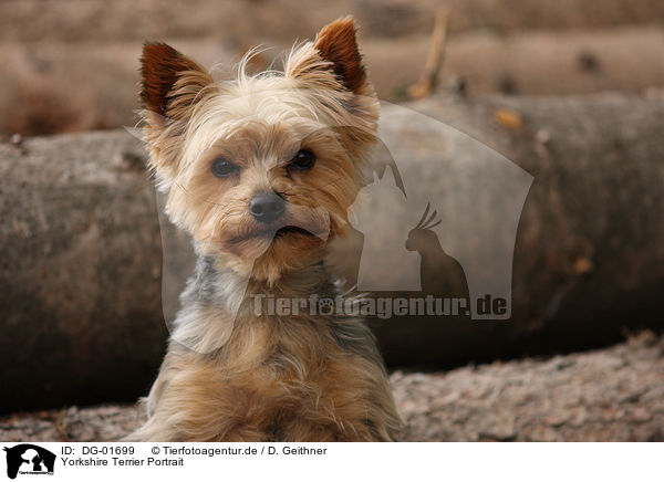 Yorkshire Terrier Portrait / Yorkshire Terrier Portrait / DG-01699