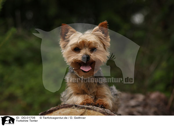 Yorkshire Terrier / Yorkshire Terrier / DG-01706