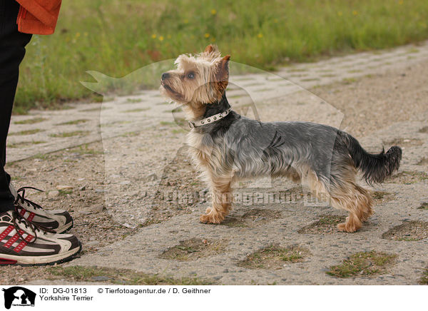Yorkshire Terrier / DG-01813