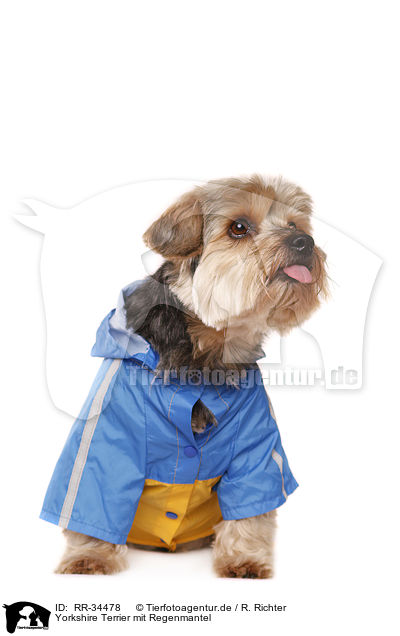 Yorkshire Terrier mit Regenmantel / RR-34478