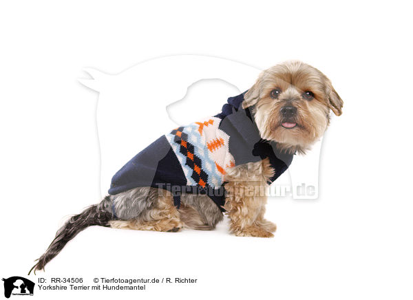 Yorkshire Terrier mit Hundemantel / Yorkshire Terrier / RR-34506