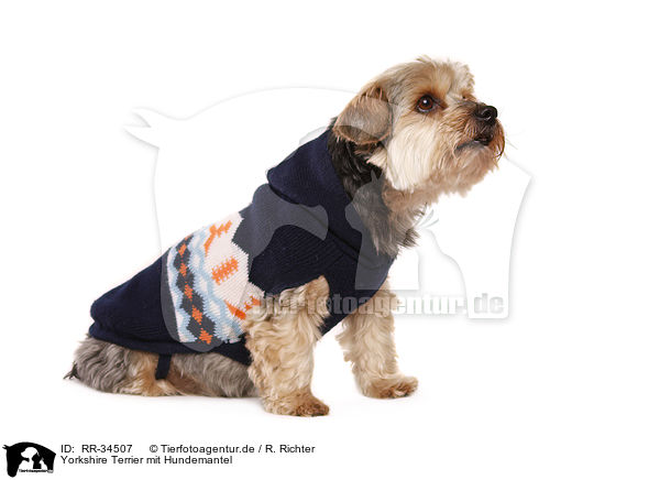 Yorkshire Terrier mit Hundemantel / Yorkshire Terrier / RR-34507