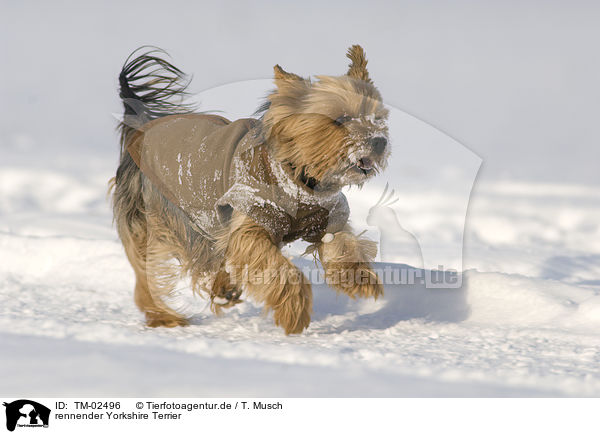 rennender Yorkshire Terrier / running Yorkshire Terrier / TM-02496