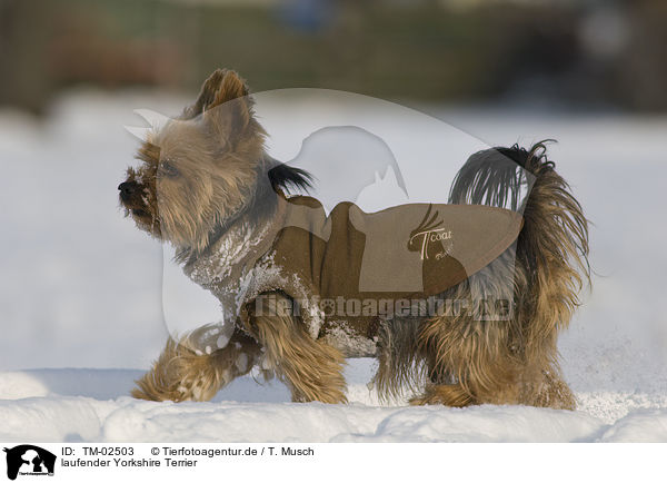 laufender Yorkshire Terrier / walking Yorkshire Terrier / TM-02503