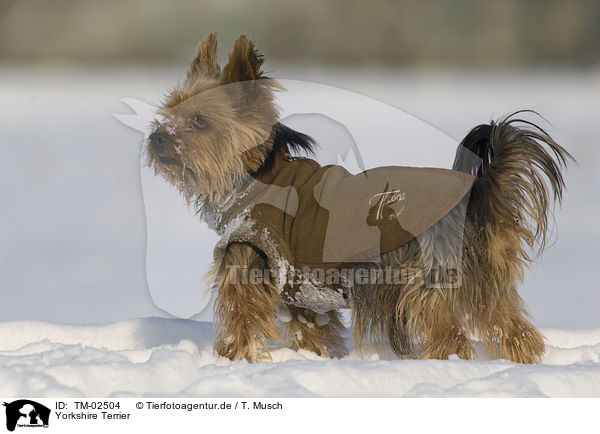 Yorkshire Terrier / Yorkshire Terrier / TM-02504