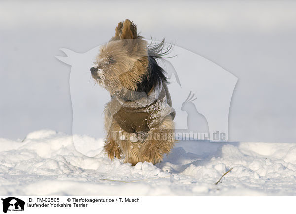 laufender Yorkshire Terrier / walking Yorkshire Terrier / TM-02505