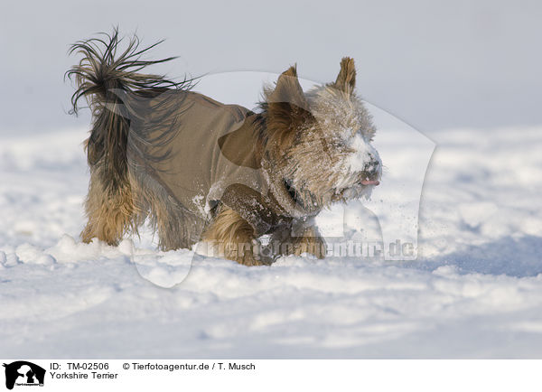 Yorkshire Terrier / Yorkshire Terrier / TM-02506