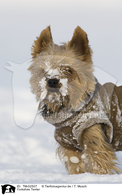Yorkshire Terrier / Yorkshire Terrier / TM-02507
