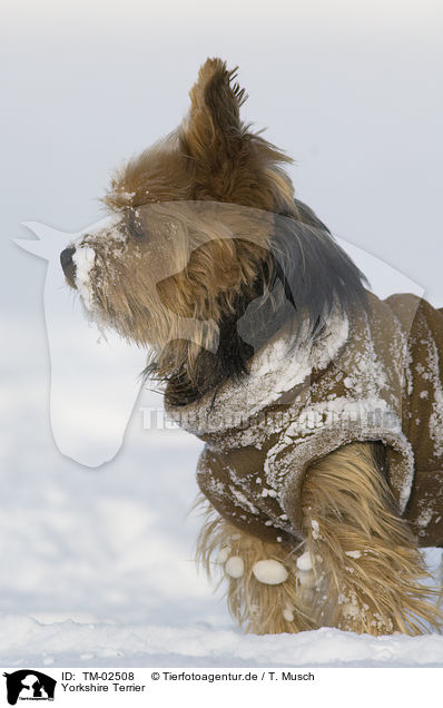 Yorkshire Terrier / Yorkshire Terrier / TM-02508
