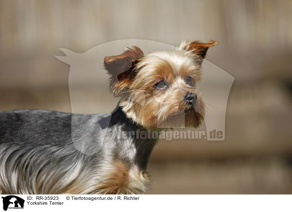 Yorkshire Terrier / Yorkshire Terrier / RR-35923