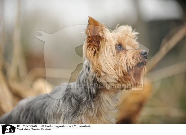 Yorkshire Terrier Portrait / YJ-02946
