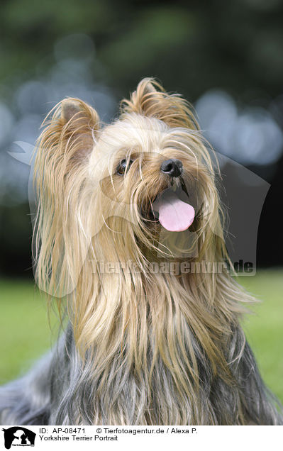 Yorkshire Terrier Portrait / Yorkshire Terrier Portrait / AP-08471