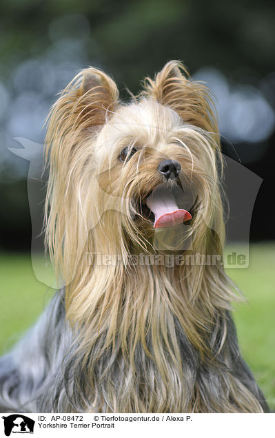 Yorkshire Terrier Portrait / AP-08472