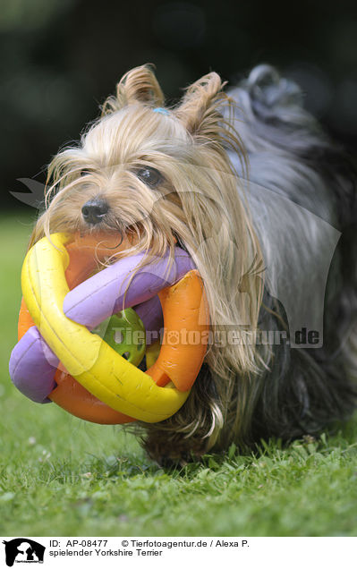 spielender Yorkshire Terrier / AP-08477