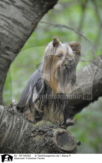 sitzender Yorkshire Terrier / AP-08482
