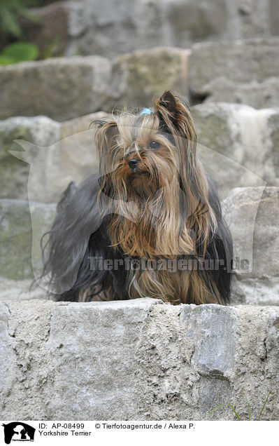 Yorkshire Terrier / Yorkshire Terrier / AP-08499