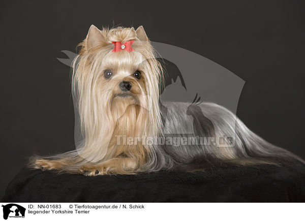 liegender Yorkshire Terrier / lying Yorkshire Terrier / NN-01683