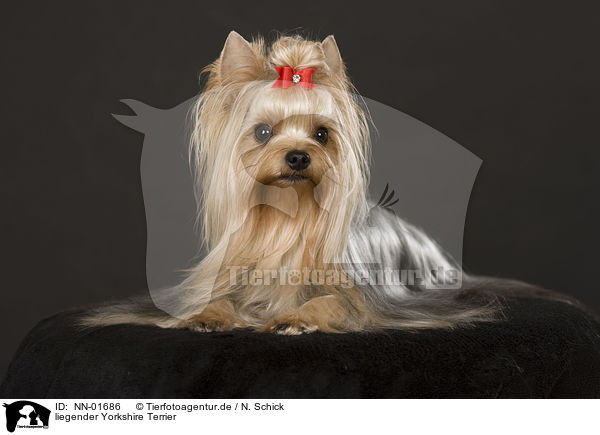 liegender Yorkshire Terrier / lying Yorkshire Terrier / NN-01686