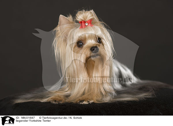 liegender Yorkshire Terrier / lying Yorkshire Terrier / NN-01687