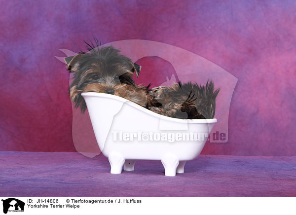 Yorkshire Terrier Welpe / Yorkshire Terrier Puppy / JH-14806