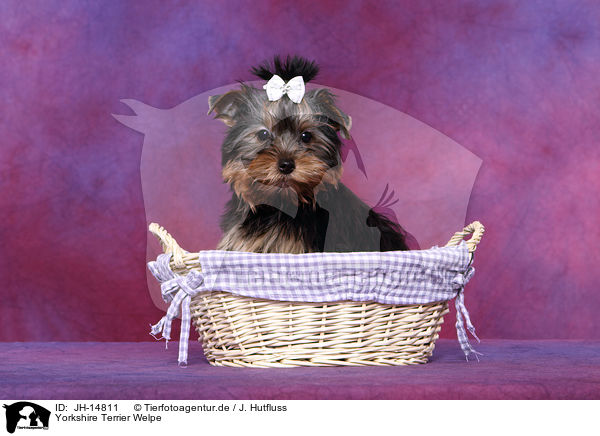 Yorkshire Terrier Welpe / Yorkshire Terrier Puppy / JH-14811