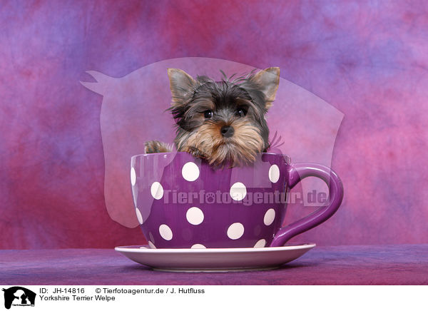 Yorkshire Terrier Welpe / JH-14816