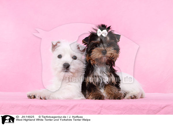 West Highland White Terrier und Yorkshire Terrier Welpe / West Highland White Terrier and Yorkshire Terrier Puppy / JH-14825