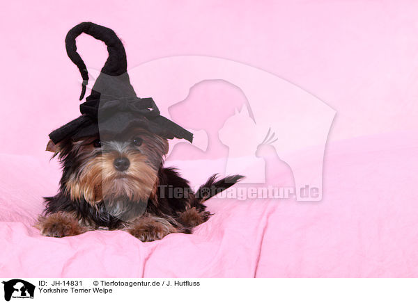 Yorkshire Terrier Welpe / Yorkshire Terrier Puppy / JH-14831