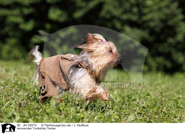 rennender Yorkshire Terrier / running Yorkshire Terrier / JH-16574