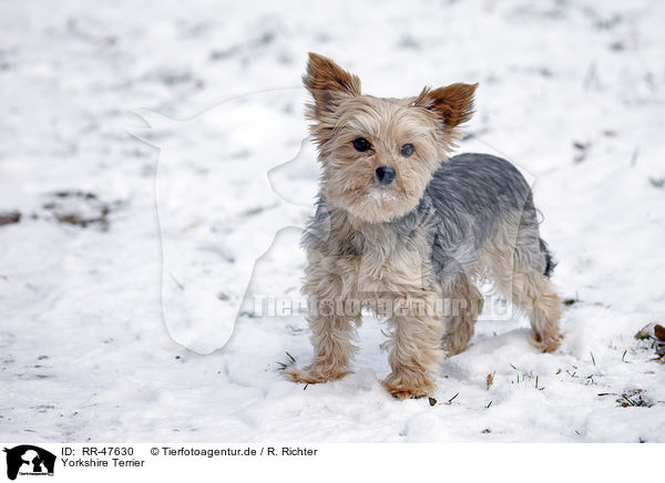 Yorkshire Terrier / Yorkshire Terrier / RR-47630