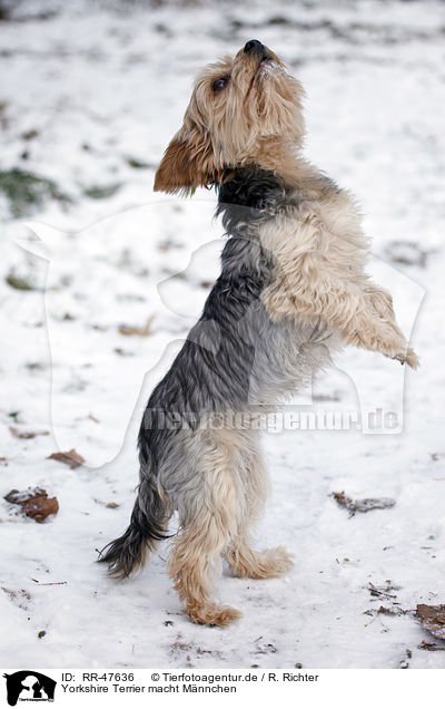 Yorkshire Terrier macht Mnnchen / RR-47636