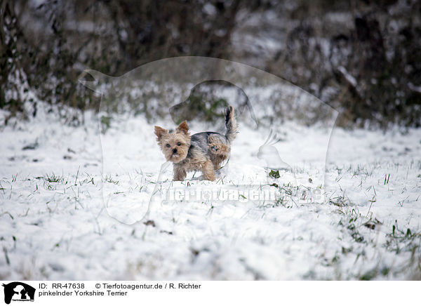 pinkelnder Yorkshire Terrier / RR-47638